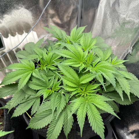 Blue gelato 41 🫐🍬🌲#1 growlog timeline photo