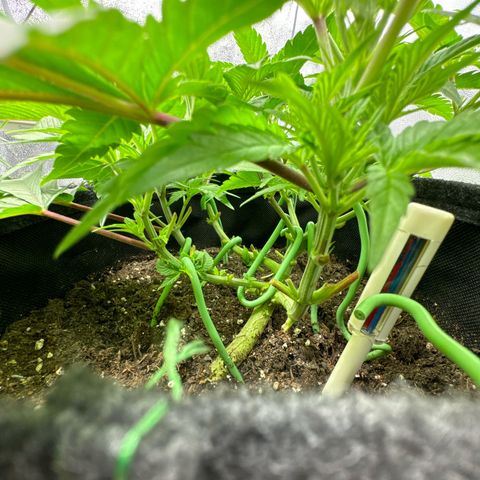 Blue gelato 41 🫐🍬🌲#1 growlog timeline photo