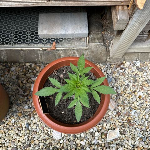 Fastberry Auto #1 growlog timeline photo
