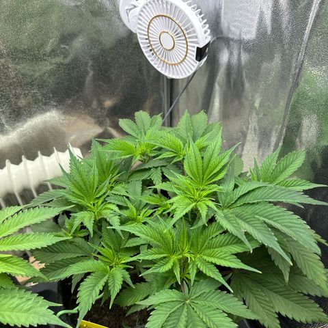 Blue gelato 41 🫐🍬🌲#1 growlog timeline photo