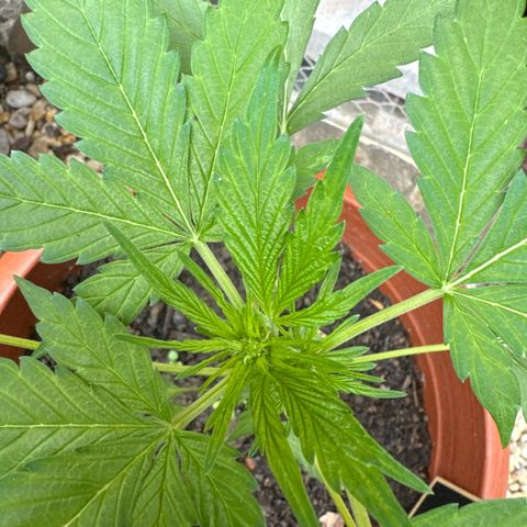 Fastberry Auto #1 growlog timeline photo