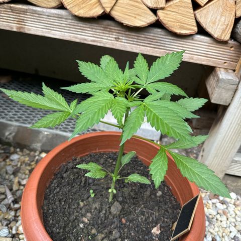 Fastberry Auto #1 growlog timeline photo