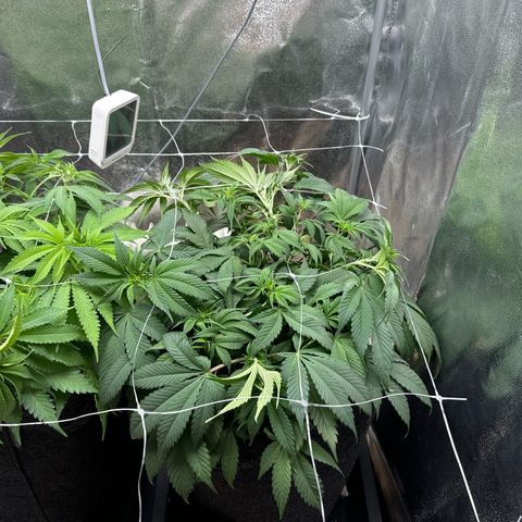 Blue gelato 41 🫐🍬🌲#1 growlog timeline photo