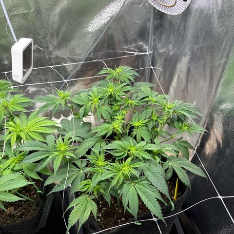 Blue gelato 41 🫐🍬🌲#1 growlog timeline photo