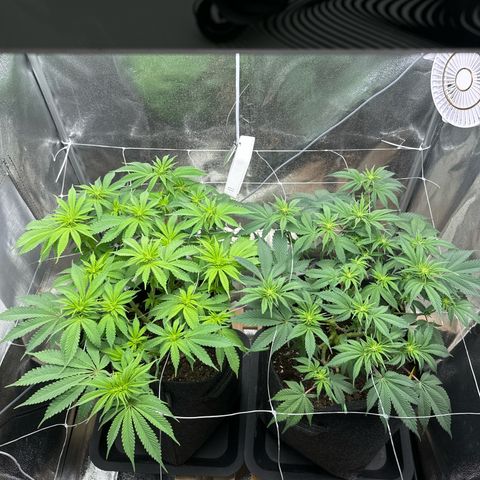 Fastberry Auto #1 growlog timeline photo