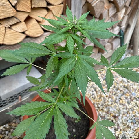 Fastberry Auto #1 growlog timeline photo