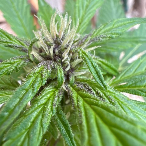Fastberry Auto #1 growlog timeline photo