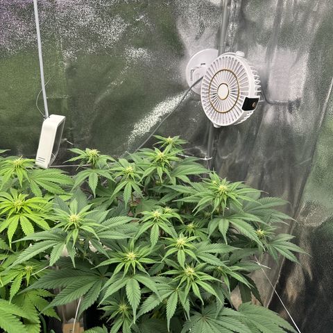 Blue gelato 41 🫐🍬🌲#1 growlog timeline photo