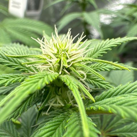 Blue gelato 41 🫐🍬🌲#1 growlog timeline photo
