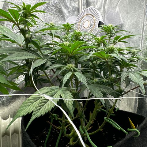 Blue gelato 41 🫐🍬🌲#1 growlog timeline photo