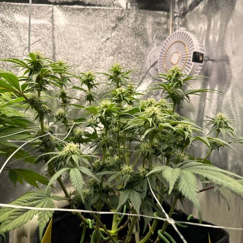 Blue gelato 41 🫐🍬🌲#1 growlog timeline photo