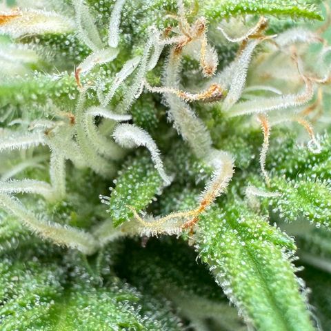Blue gelato 41 🫐🍬🌲#1 growlog timeline photo