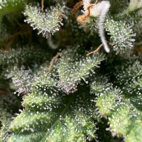 Blue gelato 41 🫐🍬🌲#1 growlog timeline photo