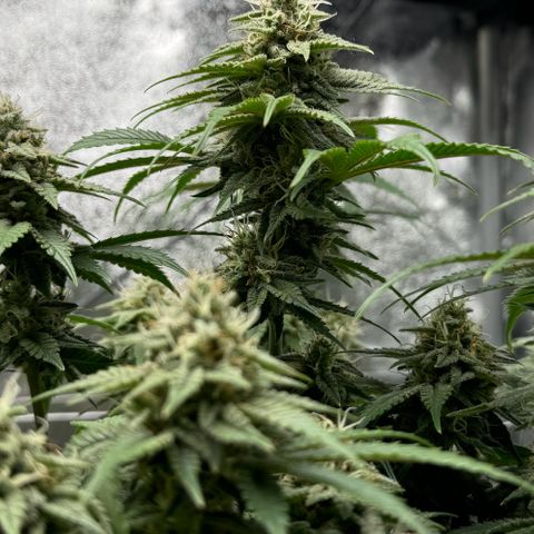 Blue gelato 41 🫐🍬🌲#1 growlog timeline photo