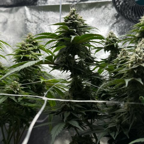 Blue gelato 41 🫐🍬🌲#1 growlog timeline photo
