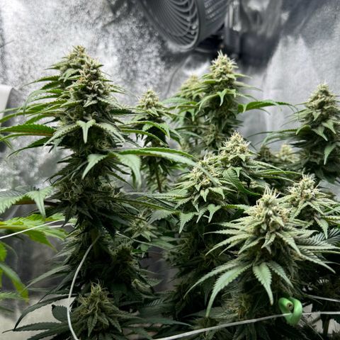 Blue gelato 41 🫐🍬🌲#1 growlog timeline photo