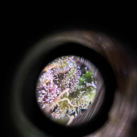 Fastberry Auto #1 growlog timeline photo