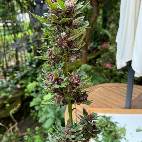 Fastberry Auto #1 growlog timeline photo