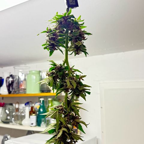 Fastberry Auto #1 growlog timeline photo