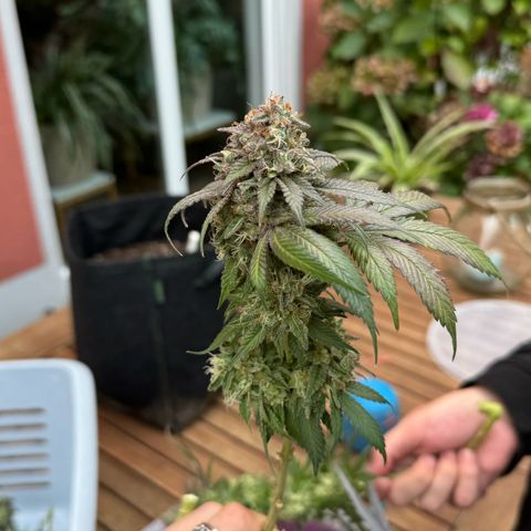 Blue gelato 41 🫐🍬🌲#1 growlog timeline photo