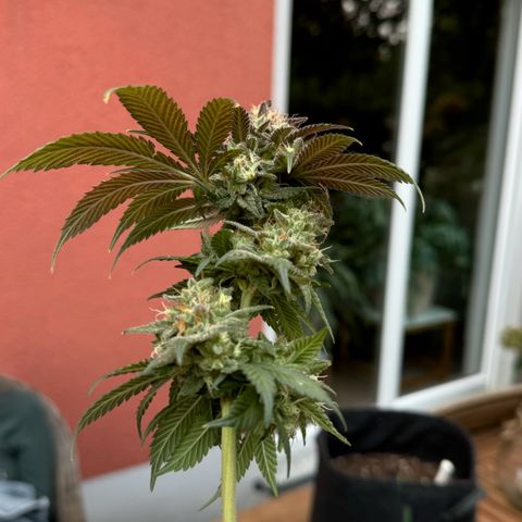 Blue gelato 41 🫐🍬🌲#1 growlog timeline photo