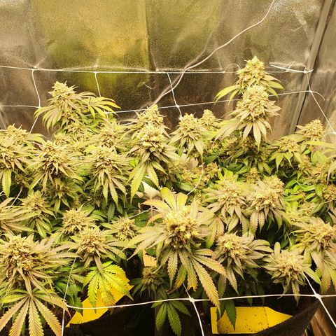 Blue gelato 41 🫐🍬🌲#1 growlog timeline photo