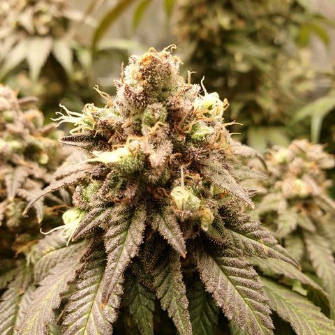 Blue gelato 41 🫐🍬🌲#1 growlog timeline photo