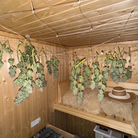 Blue gelato 41 🫐🍬🌲#1 growlog timeline photo
