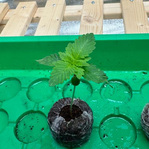 Tropical Tangie  growlog timeline photo