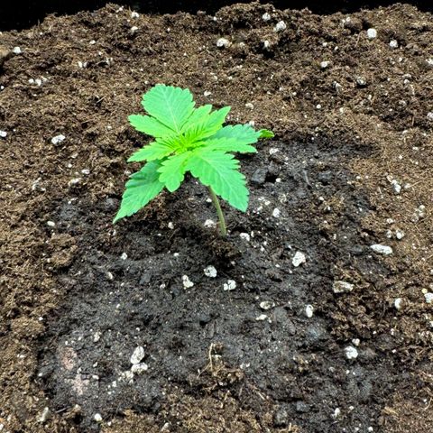 Tropical Tangie  growlog timeline photo
