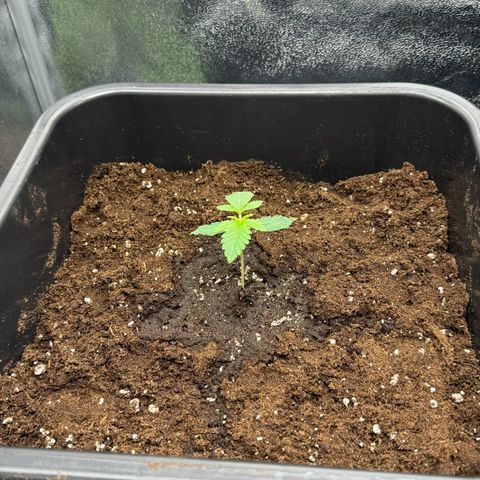 Blue Zushi growlog timeline photo