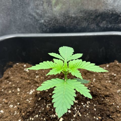 Blue Zushi growlog timeline photo