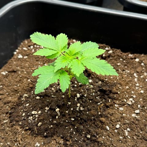 Tropical Tangie  growlog timeline photo