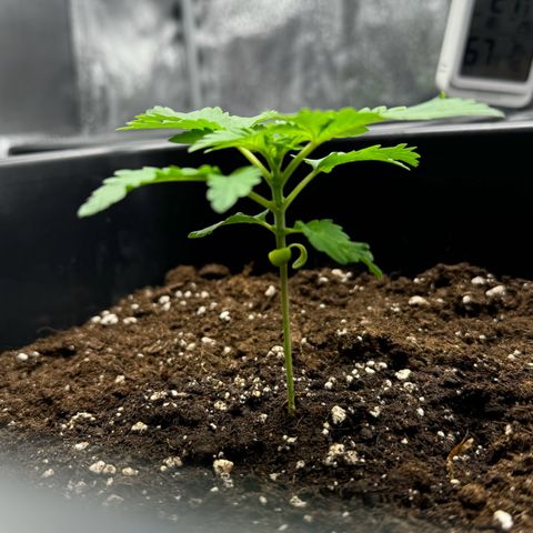 Tropical Tangie  growlog timeline photo