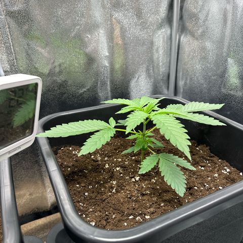 Blue Zushi growlog timeline photo