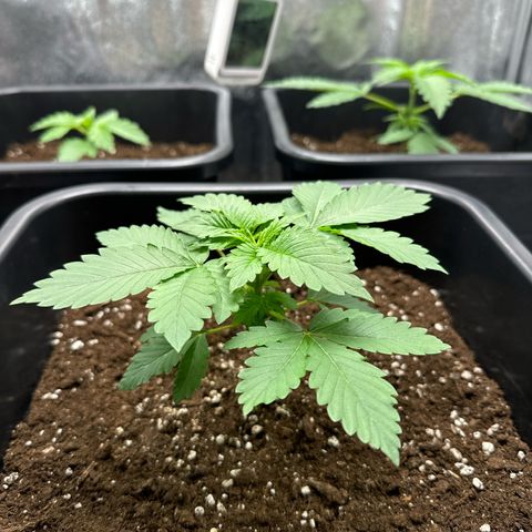 Tropical Tangie  growlog timeline photo