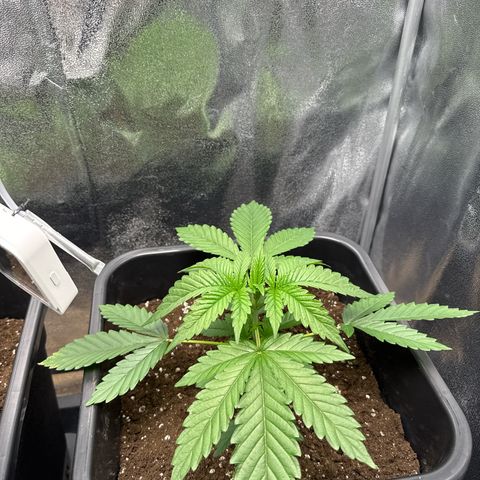 Blue Zushi growlog timeline photo