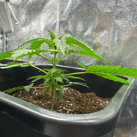 Blue Zushi growlog timeline photo