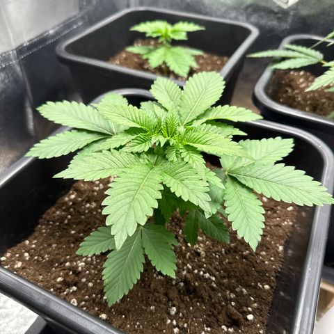 Tropical Tangie  growlog timeline photo