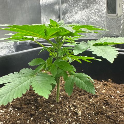 Tropical Tangie  growlog timeline photo