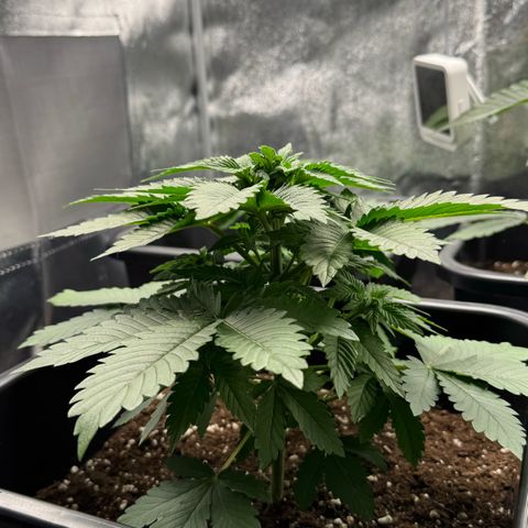 Tropical Tangie  growlog timeline photo