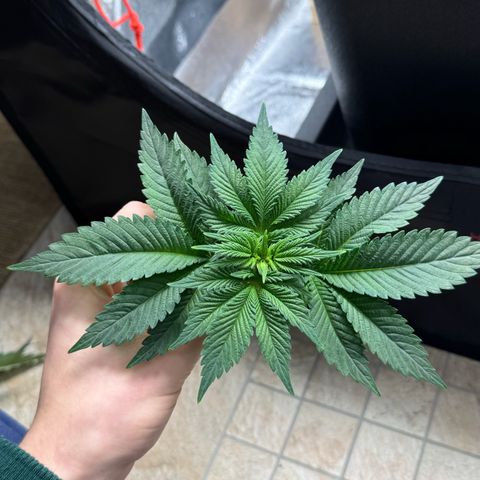 Tropical Tangie  growlog timeline photo