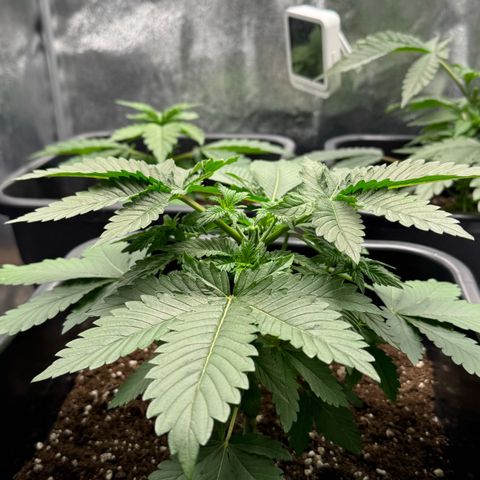 Tropical Tangie  growlog timeline photo