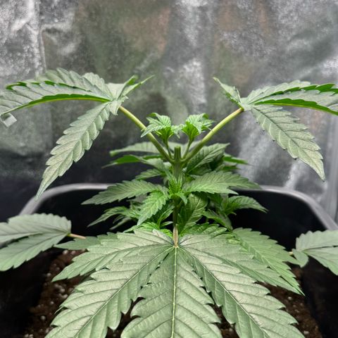 Blue Zushi growlog timeline photo