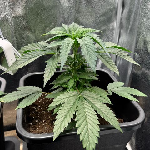 Blue Zushi growlog timeline photo