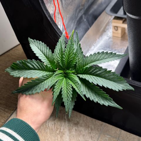 Blue Zushi growlog timeline photo