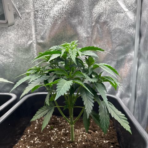 Blue Zushi growlog timeline photo