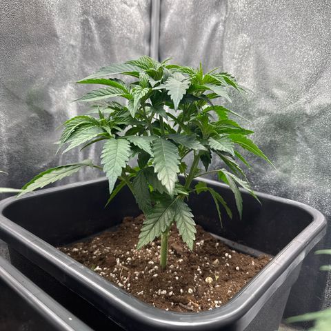 Blue Zushi growlog timeline photo