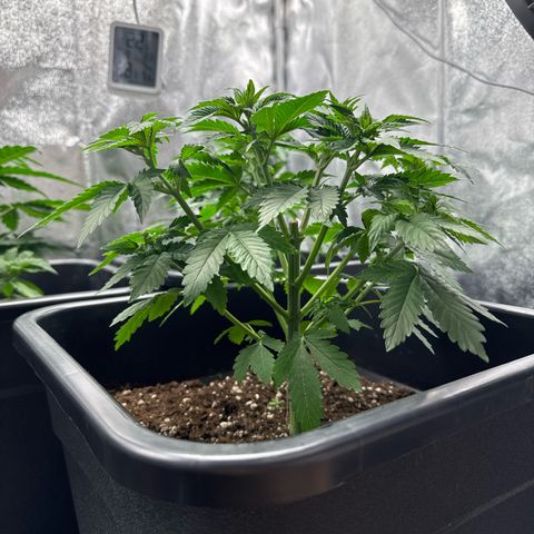 Tropical Tangie  growlog timeline photo