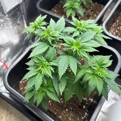 Tropical Tangie  growlog timeline photo